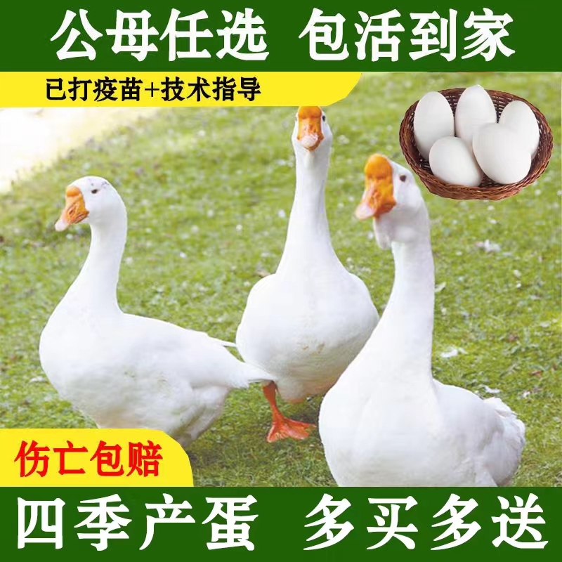 【5天左右】农家散养大种白鹅三花鹅皖西白鹅四季大白鹅家养大白鹅