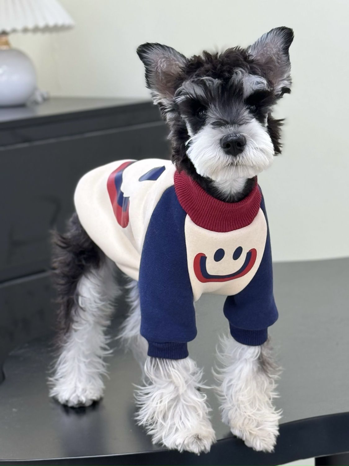 宠物猫咪狗狗秋冬雪纳瑞衣服拼色加绒纯棉潮牌卫衣泰迪比熊金毛衣