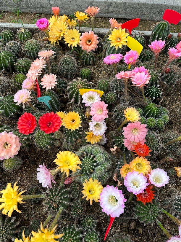 开花彩草，保底宽度7厘米，（金刚除外）。发四个颜色带根大球。