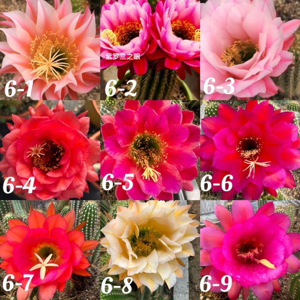 仙人球，毛花柱、节日特别款。