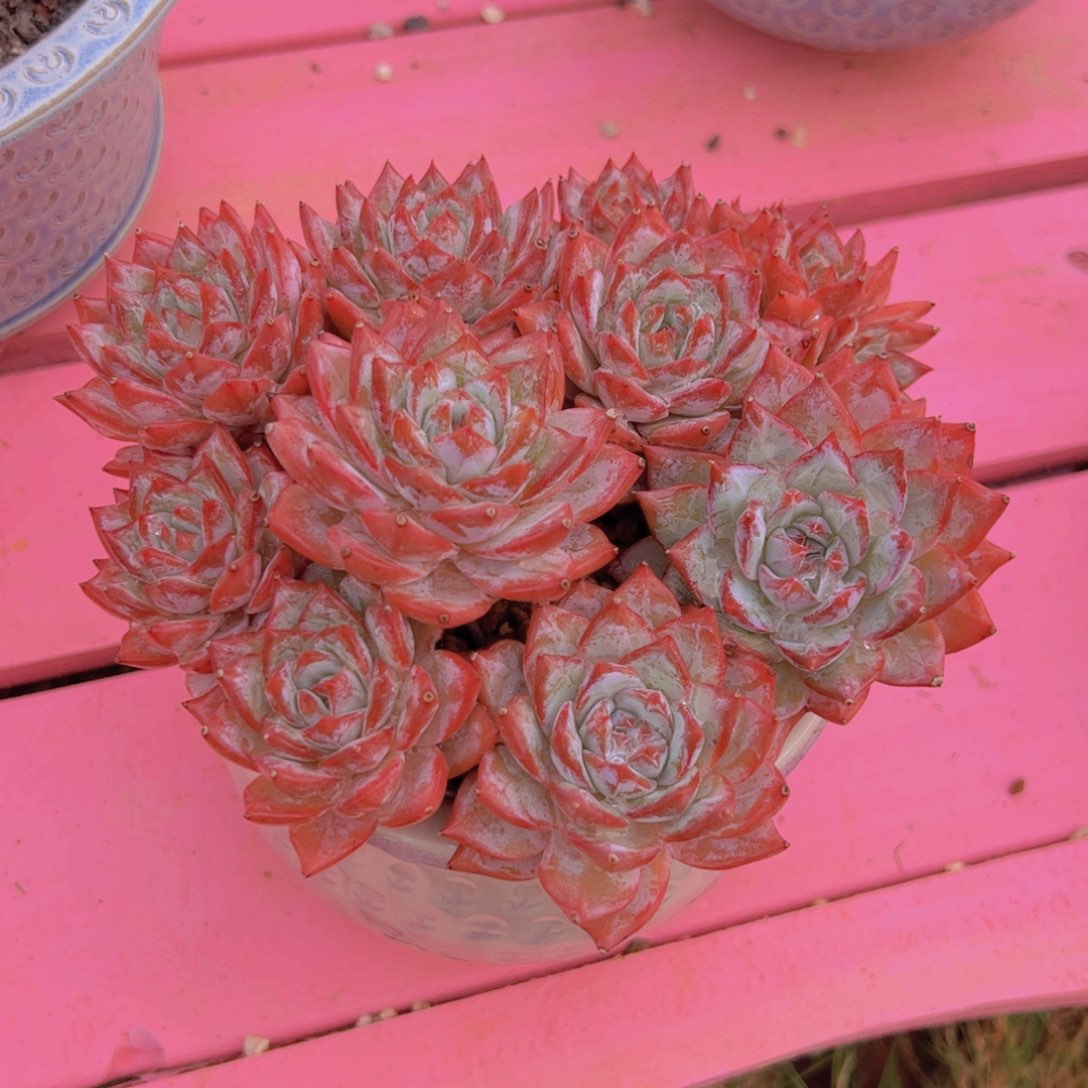 ?**.带盆 寄养 多肉