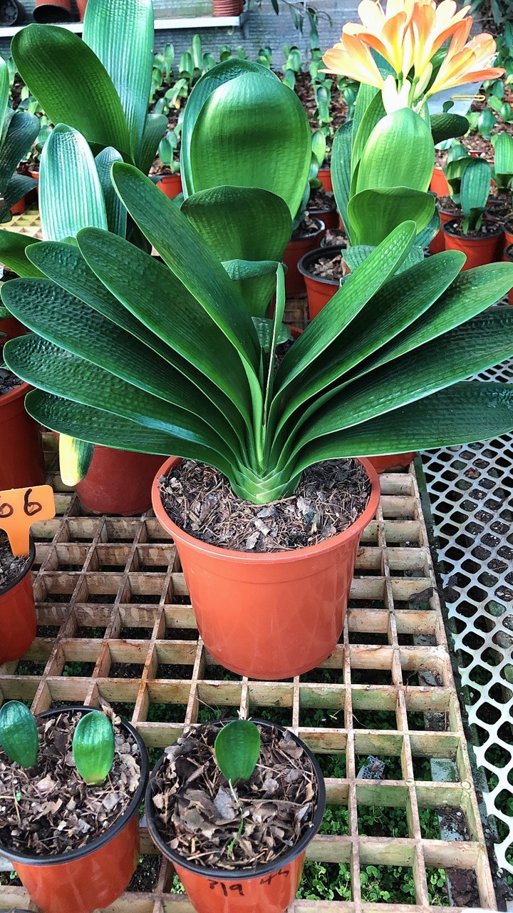 三姐精品君子兰（一）