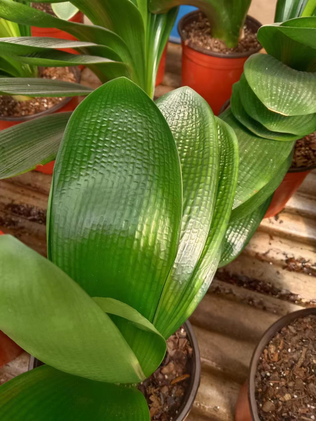 三姐精品君子兰（二）