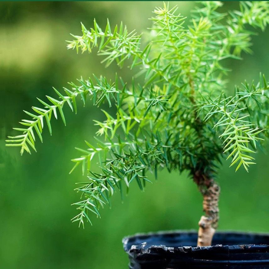 南洋杉室内客厅耐寒旱四季桌面迷你造型盆栽庭院澳洲杉盆景可水培