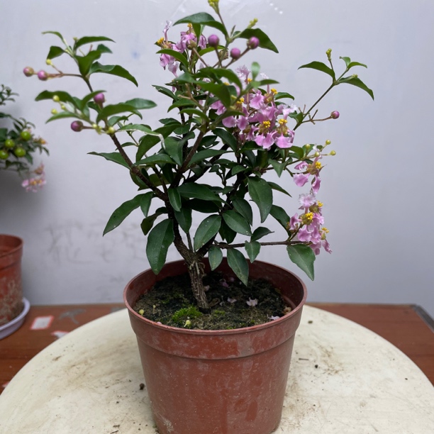 台湾李氏樱桃造型禅意盆景办公室内桌面阳台四季常青绿植盆栽花卉