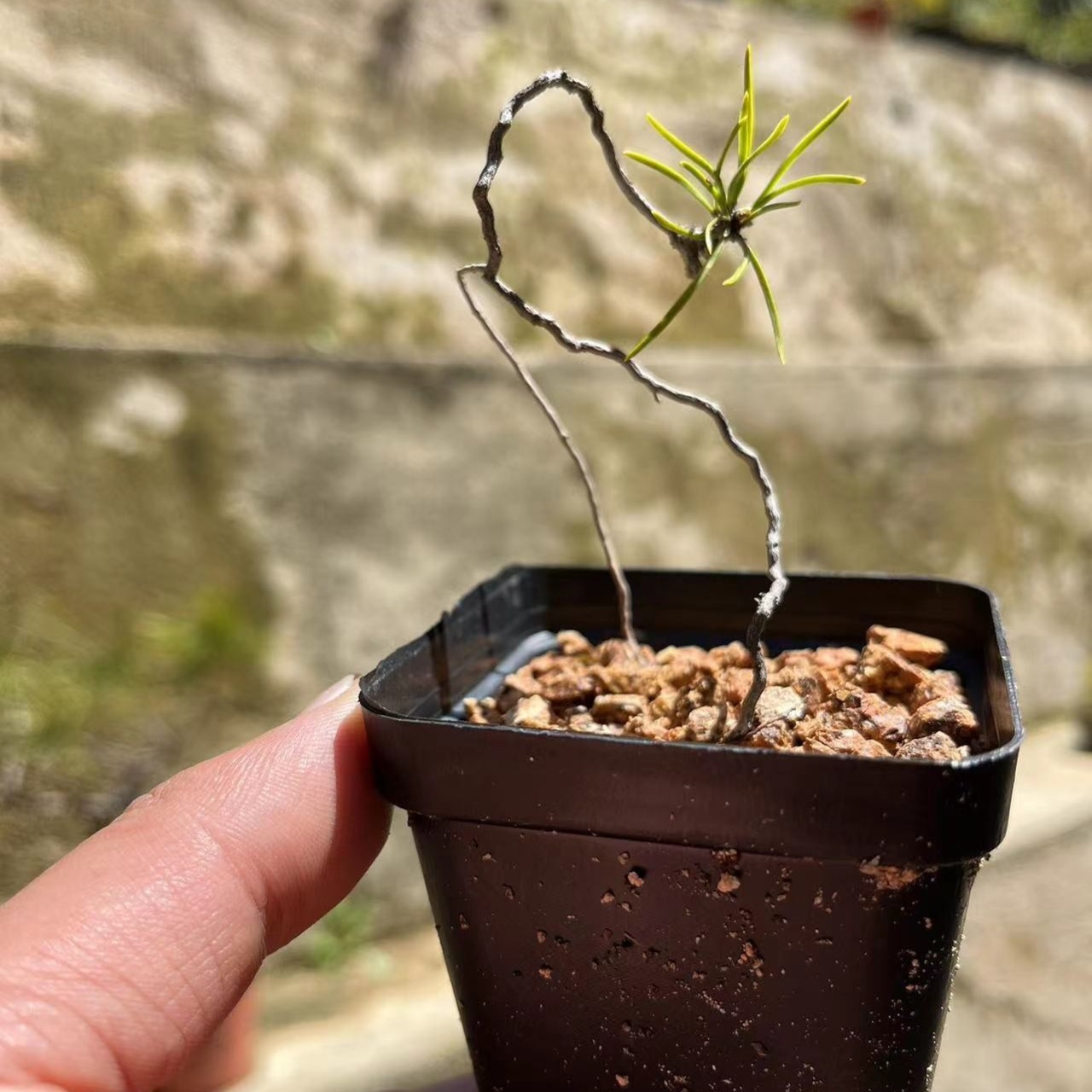 黄山松盆景直播链接2