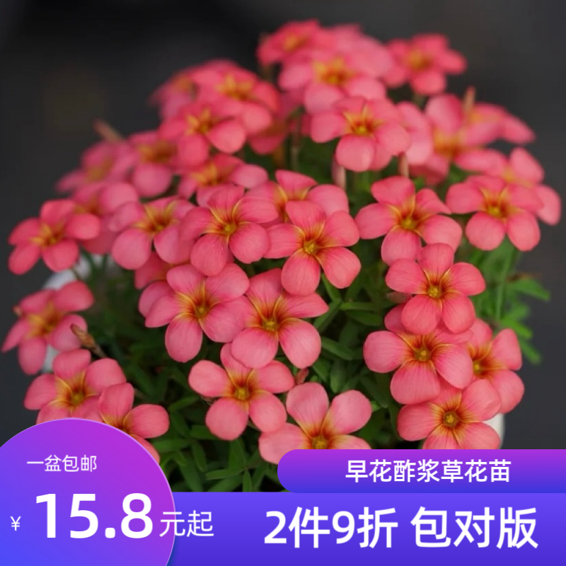 花园一只猫【早花酢浆草盆栽苗】长发纤细类带花苞包邮现货包对版