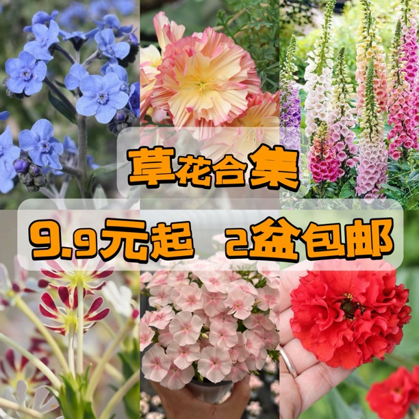 花园一只猫草花小苗合集 2盆包邮 春天开花 盆栽易种植