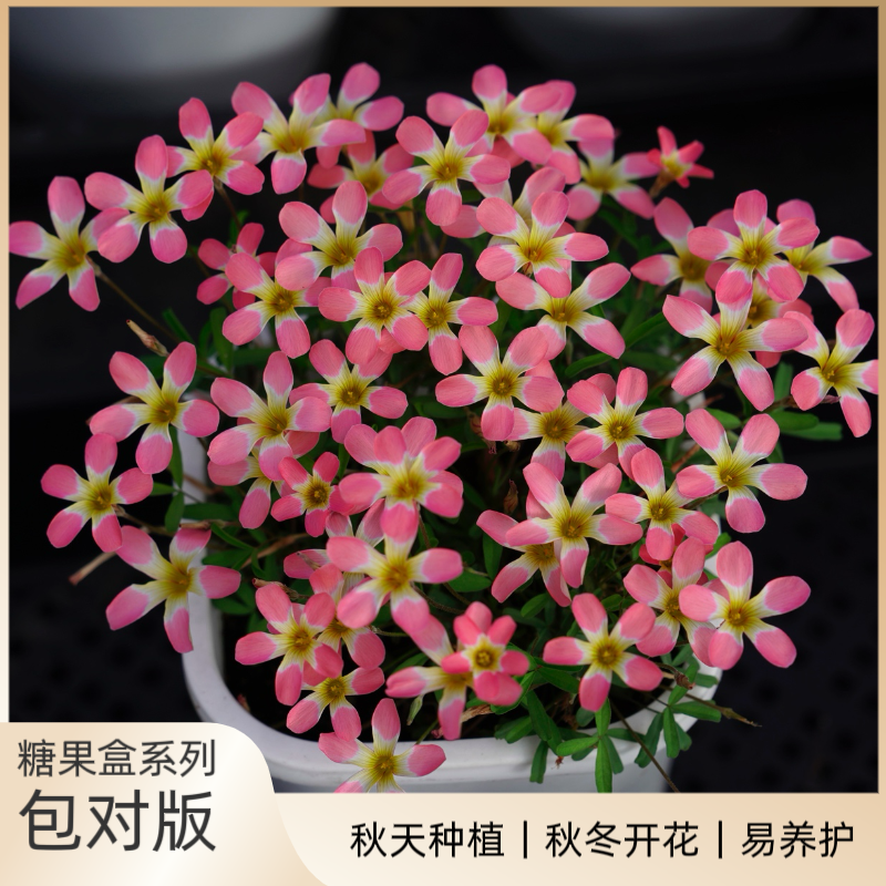 花园一只猫【早花】糖果盒系列酢浆草种球【满35包邮非偏远】秋植好养