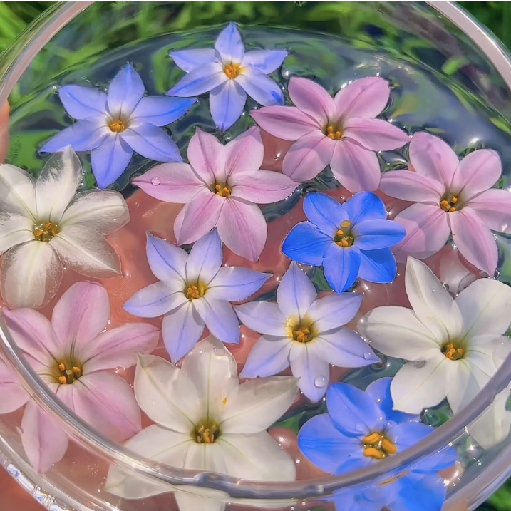 花园一只猫花韭种球【满35包邮非偏远】易种植好看多年生种球
