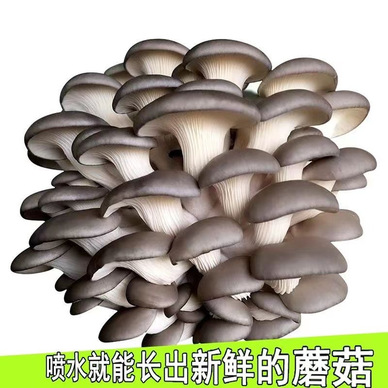 菇菌包500g家庭种植食用菌棒蘑菇种植包食用平菇菌种大菌包种植菌
