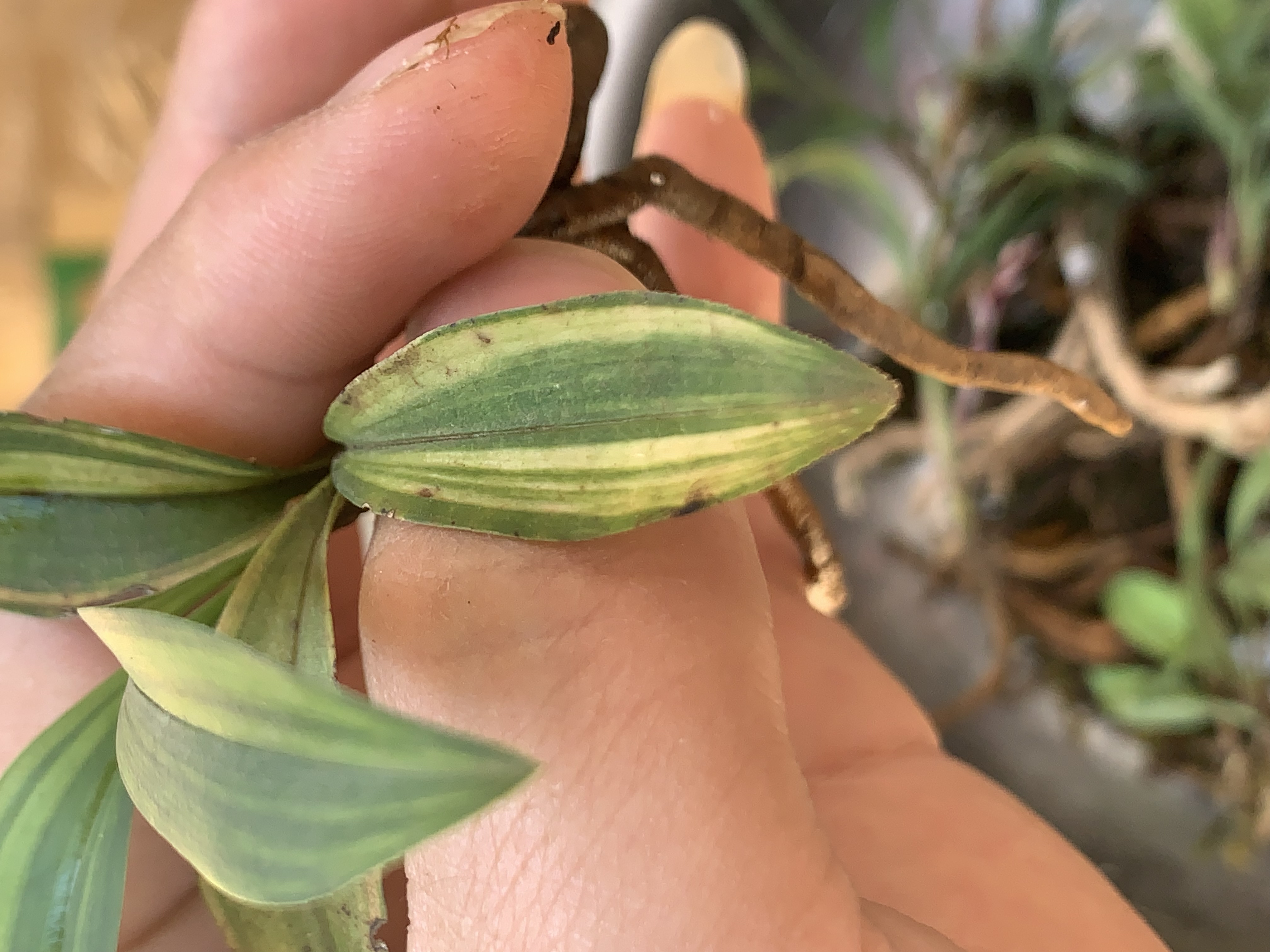 兔耳兰 后明艺 叶型