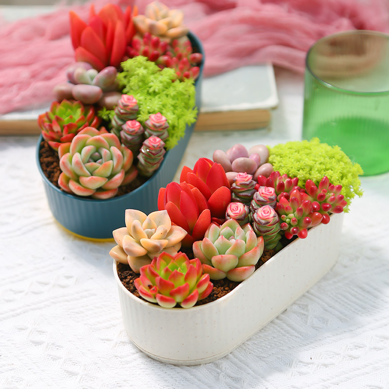 拍1发2盆多肉植物新手套餐带盆栽好耐养浪漫七夕礼