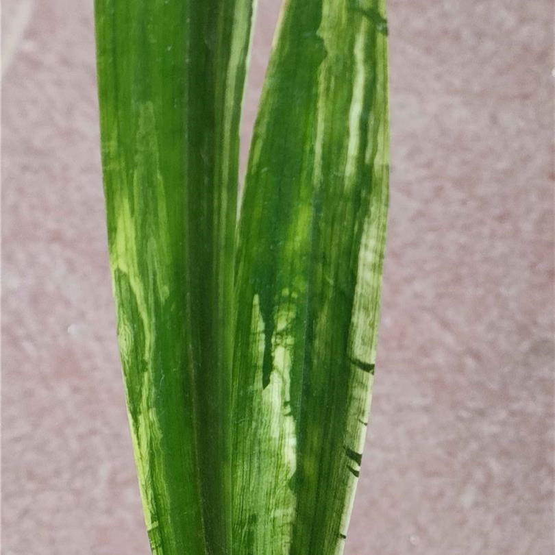 墨兰彩云山水兰花山水画有山有水有人家有天下高端铭品花卉绿植盆