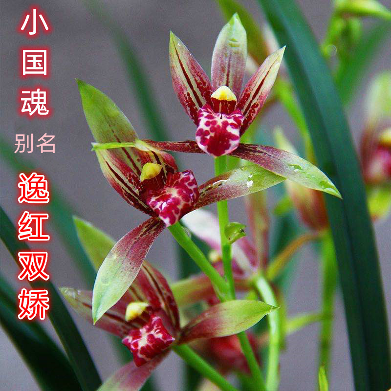 小国魂兰花建兰清香色花水仙瓣铭品花卉绿植带花苞原盆土发货盆栽