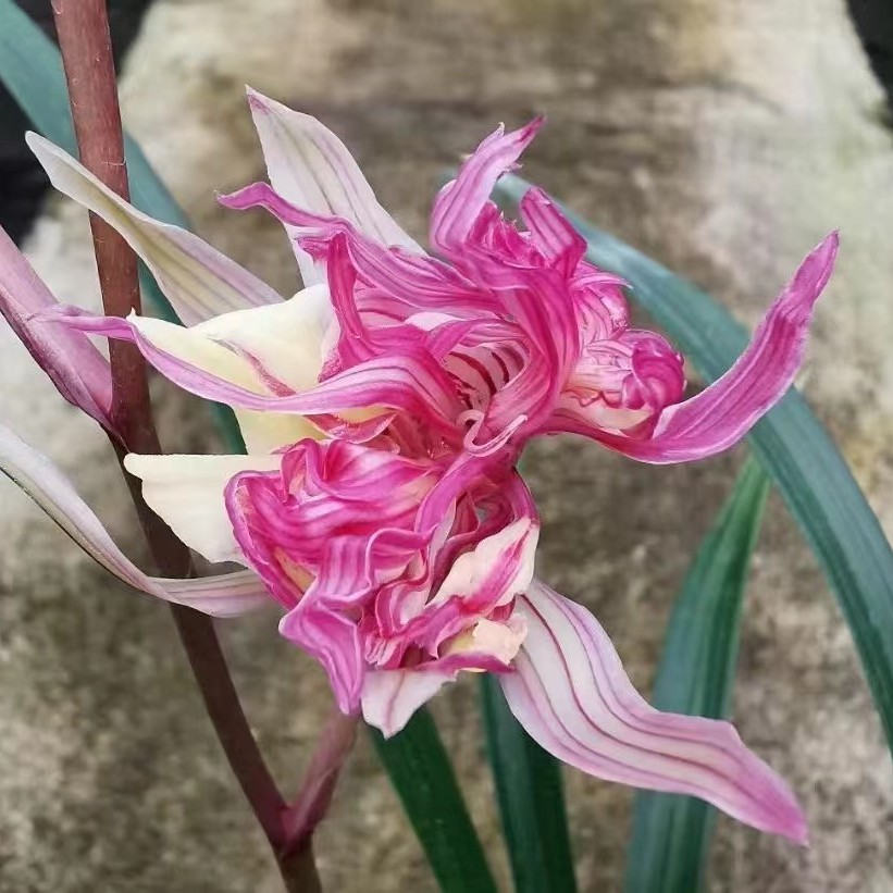寒兰红凤兰花红奇花年底过年开花年宵好养易活带花苞原盆土发货绿