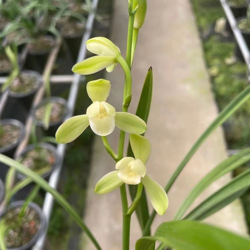 （一物一拍 乱拍损失自负）兰花盆栽绿植带花苞室内外浓香好养名贵