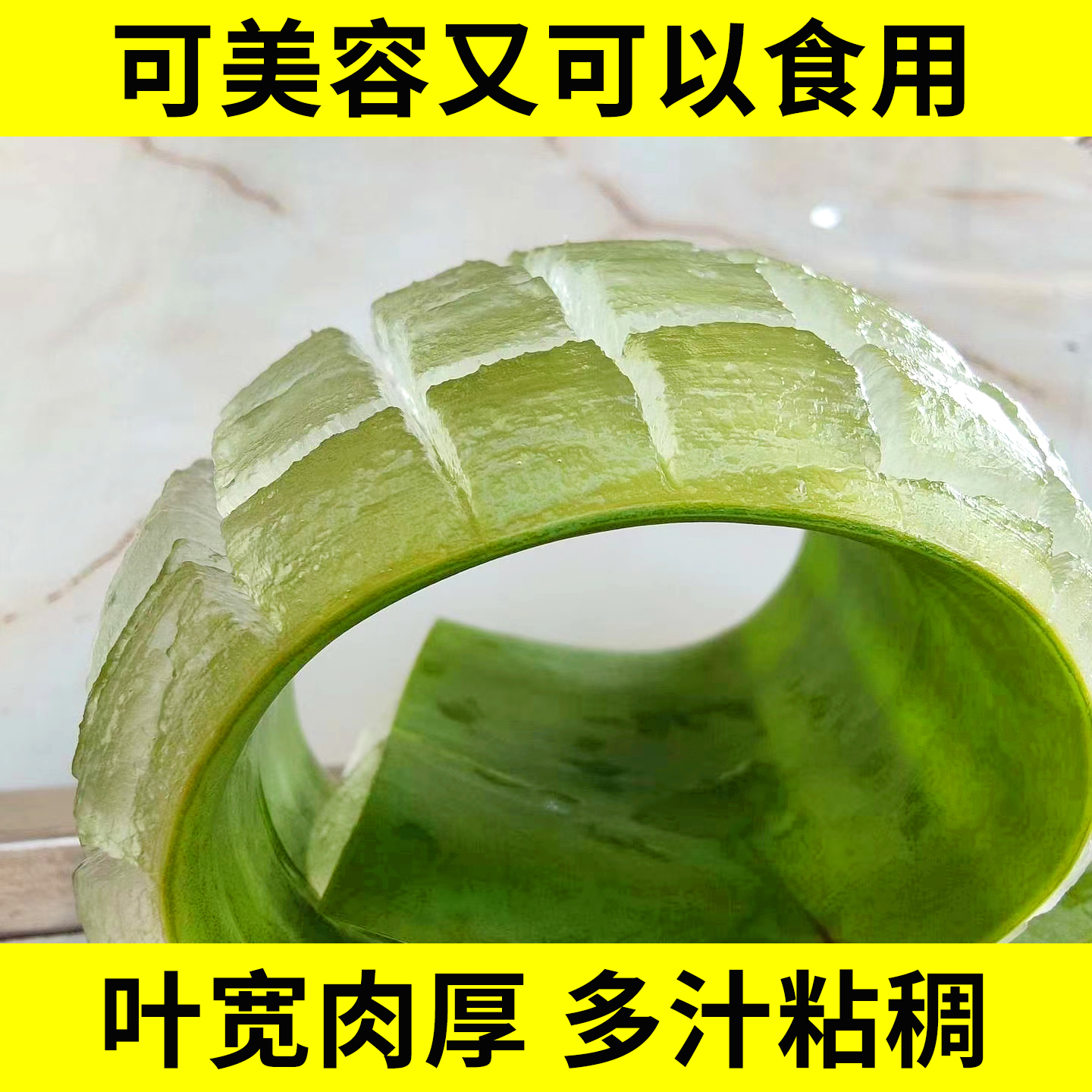 芦荟大叶片美容院灌肤补水敷脸美容护肤食用叶片