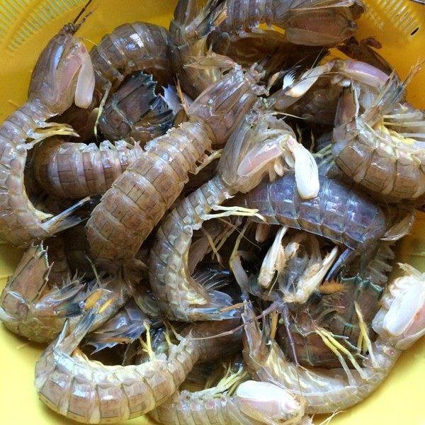 本地大号皮皮虾保鲜保肥不保全活，个个肥美口感鲜甜，肉质不粉不面