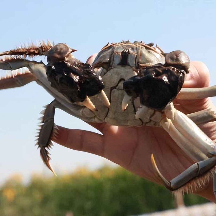 【活蟹】河蟹，公3.8--4两，母2.3-2.5两，3至6只一斤，保活保肥