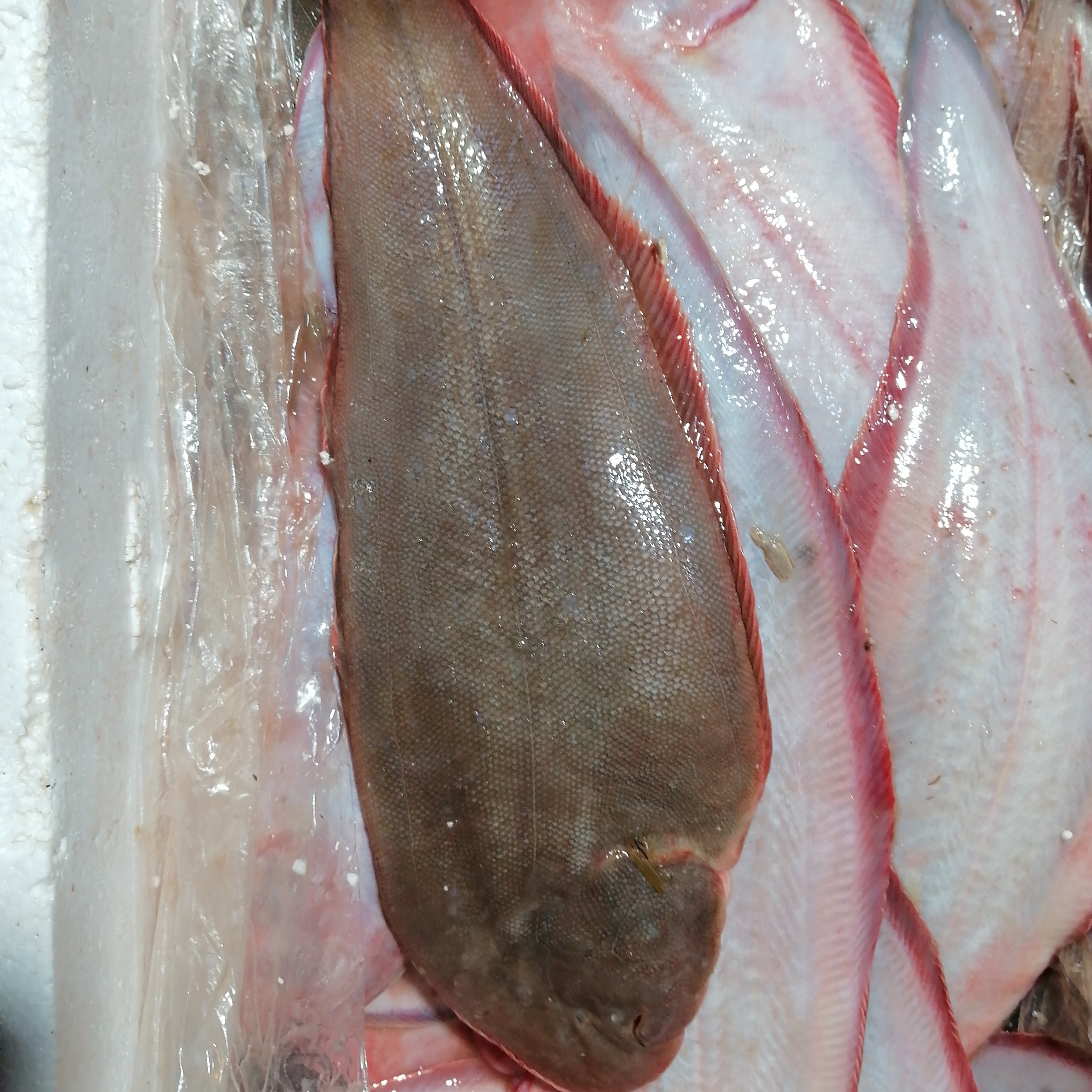 4斤渤海湾鲜鳎目鱼每条一斤以上，肉质细腻，入口即化！