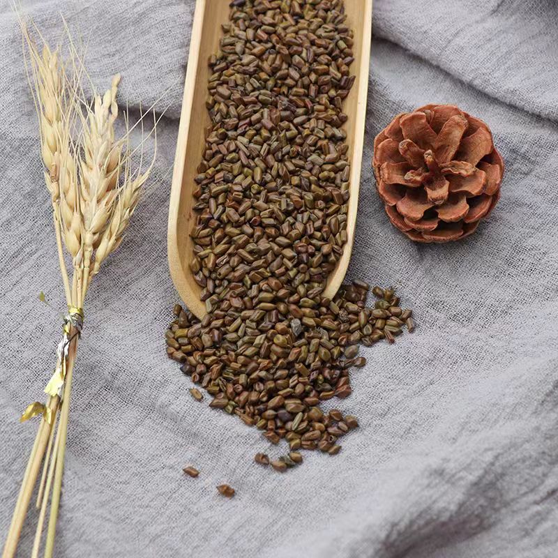 《决明子》精选道地本草.河南开封