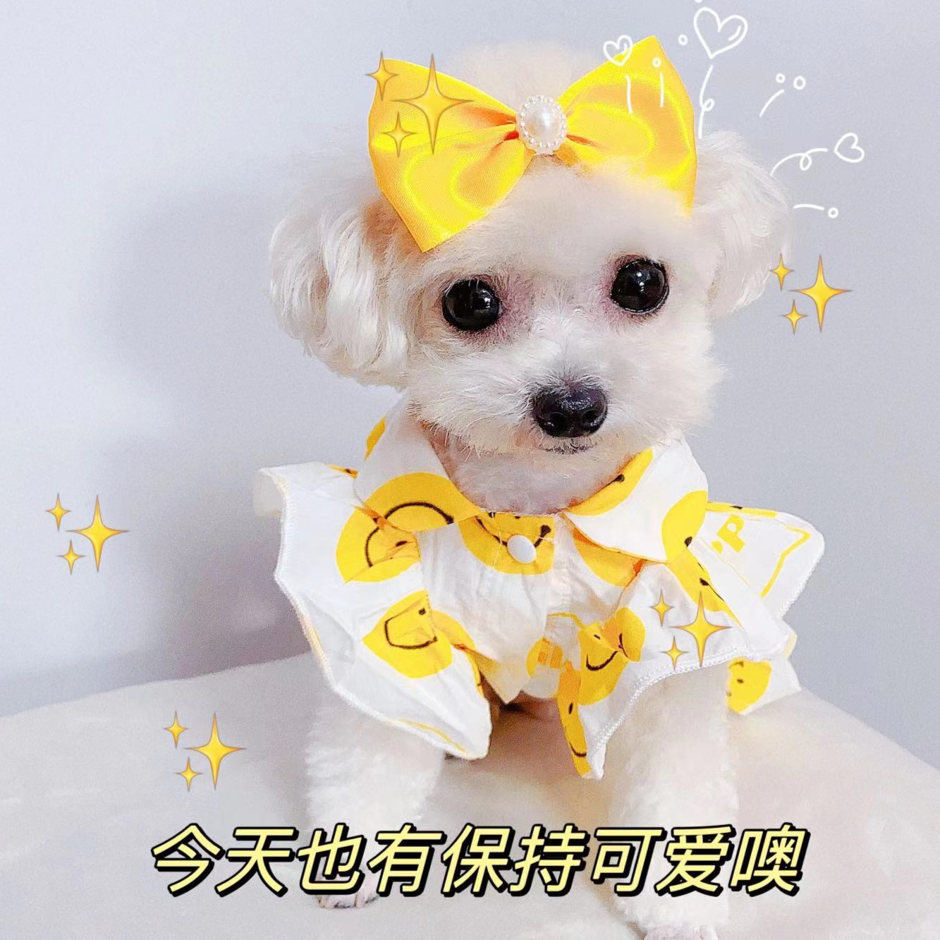 【笑脸阳光】夏季宠物棉质防晒衣衬衫情侣装牵引扣猫狗通用