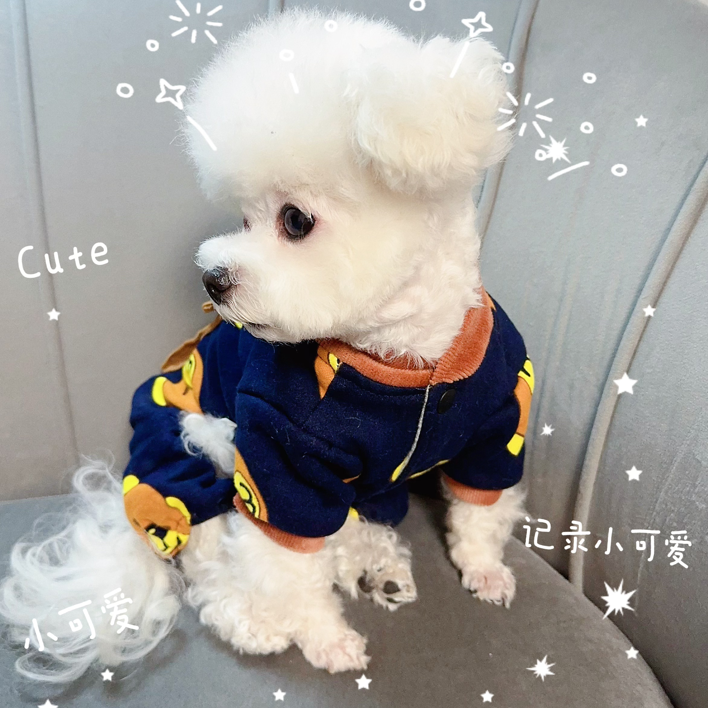 【布朗小熊】秋冬加厚保暖宠物四脚棉衣牵引扣泰迪比熊小型犬博美