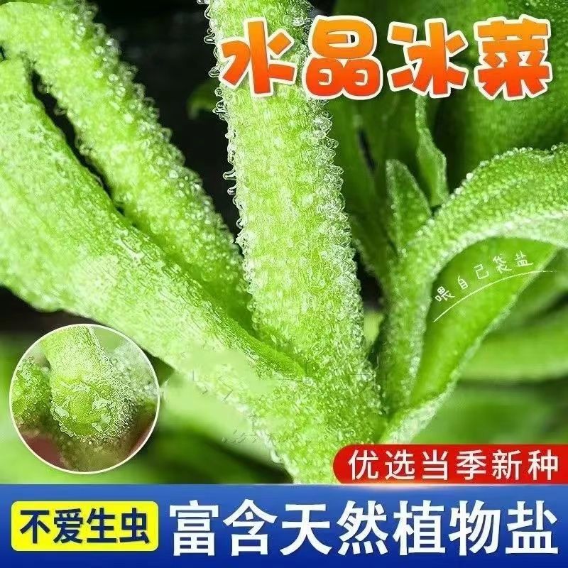 四季水晶冰菜种子冰菜籽种孑盆栽种子冰草菜籽种阳台稀有蔬菜野菜