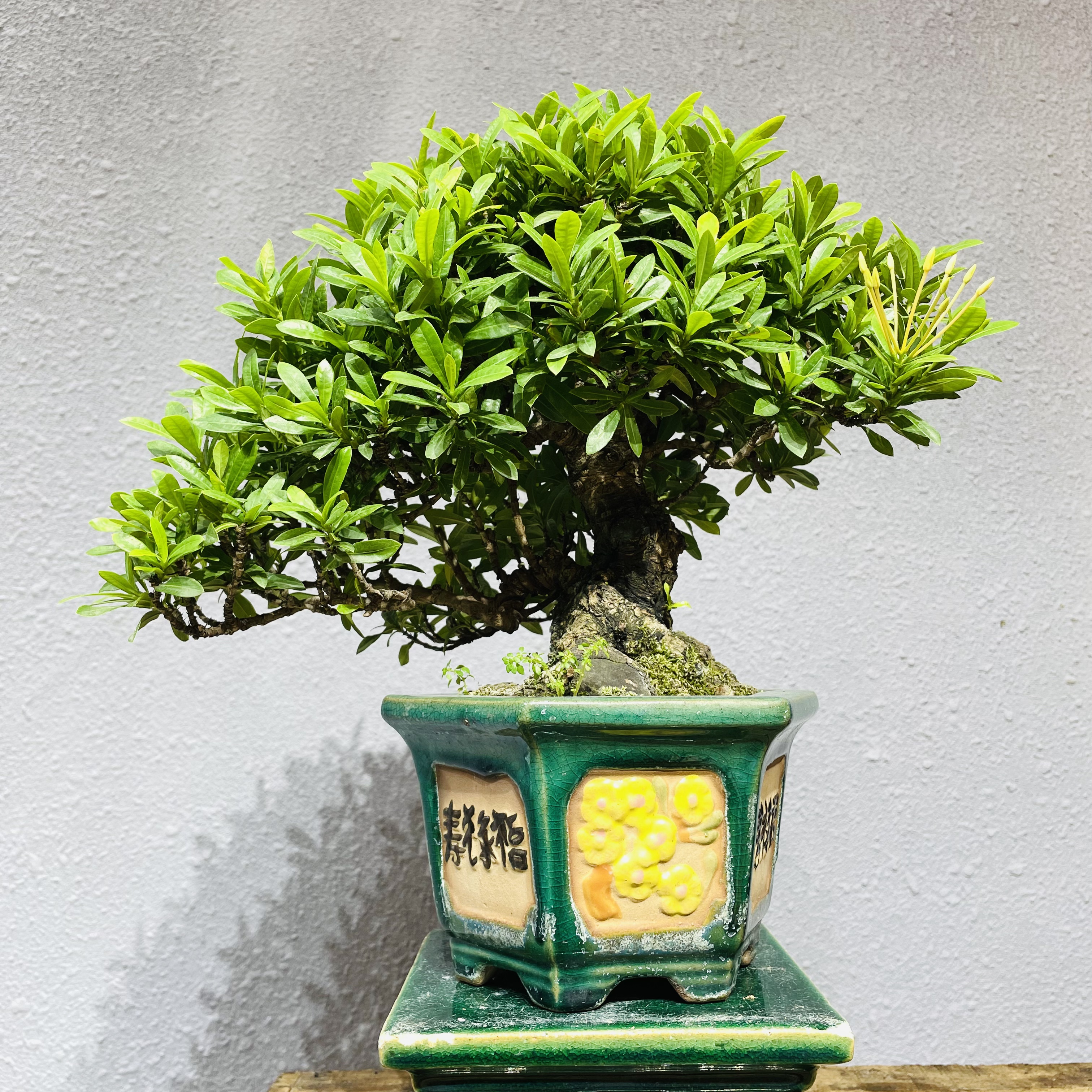 【景之初园艺】进口小叶龙船花 盆景 玩家树