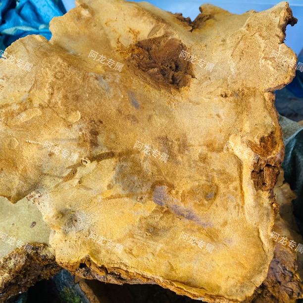 【桑/簧】净含量250g-1500g