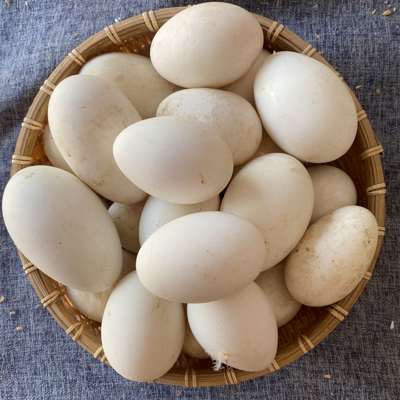 【书记专属】新鲜土鹅蛋农家生态散养生鲜鹅蛋农村五谷喂养现捡现发
