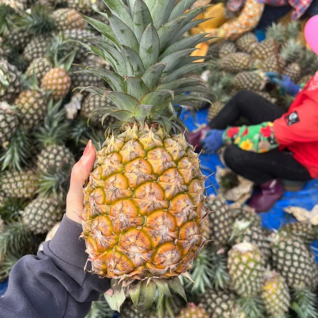 凤梨口感甜汁水多