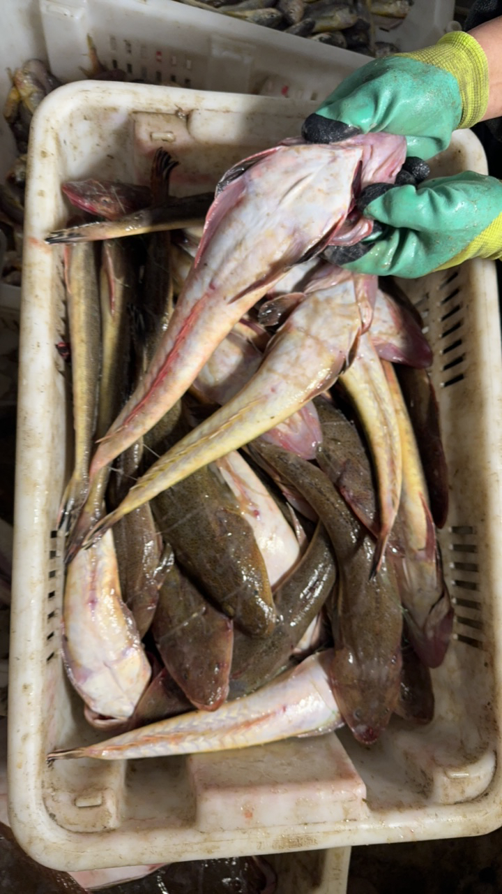 大连野生辫子鱼（顺丰包邮）