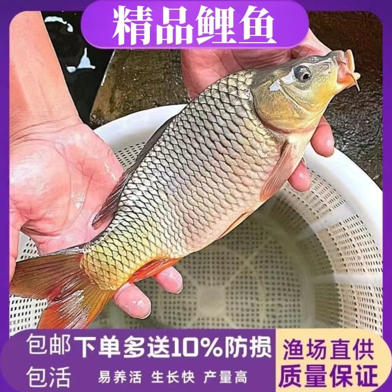 精品鲤鱼  建鲤  黑鲤鱼活体  淡水养殖