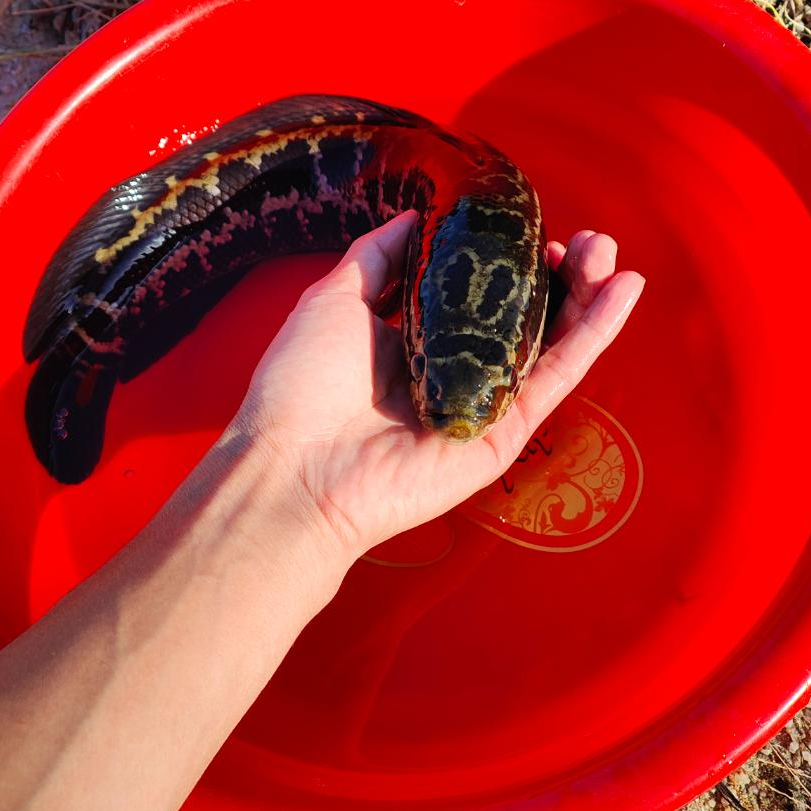 精品黑鱼活体淡水养殖乌鳢 生鱼 乌鱼凶猛冷水观赏鱼小财鱼批发