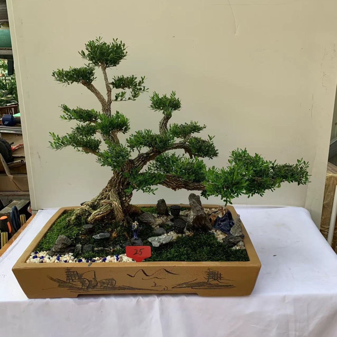 25号广东皱皮雀舌黄杨