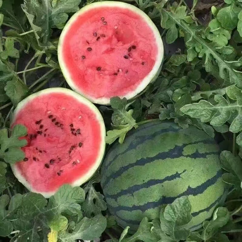 麒麟 西瓜麒麟 西瓜