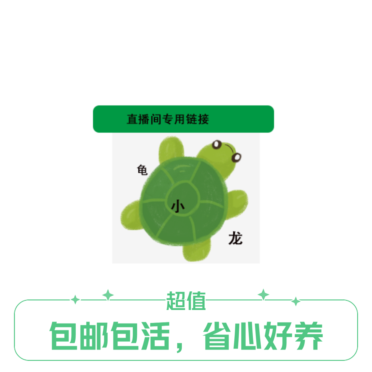 龟小龙直播间专属链接观赏龟人工养殖龟录制开箱视频包邮