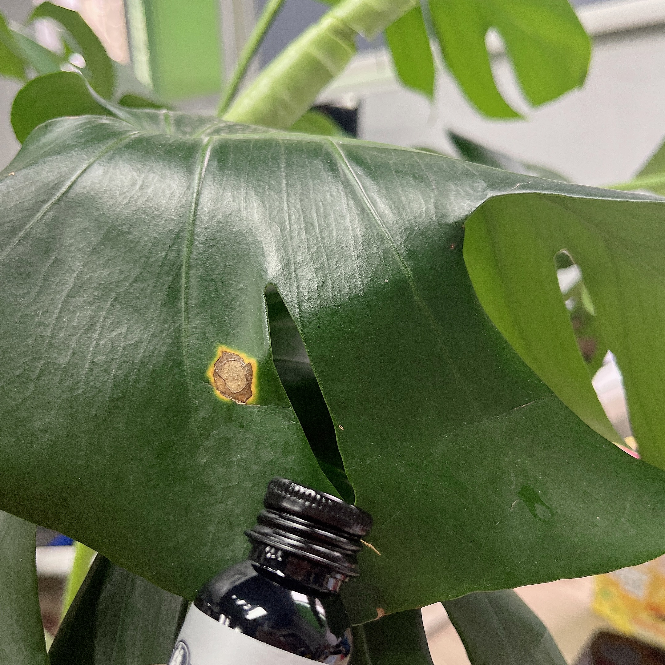 【言言分享东方】干净清爽白麝香保湿香氛沐浴露