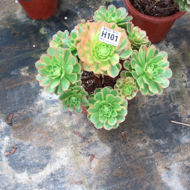 多肉奶白101.0000000