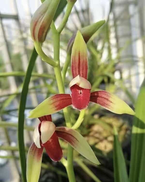 直播间一物一拍精品兰花 室内绿植花卉盆栽（下单前请咨询客服）
