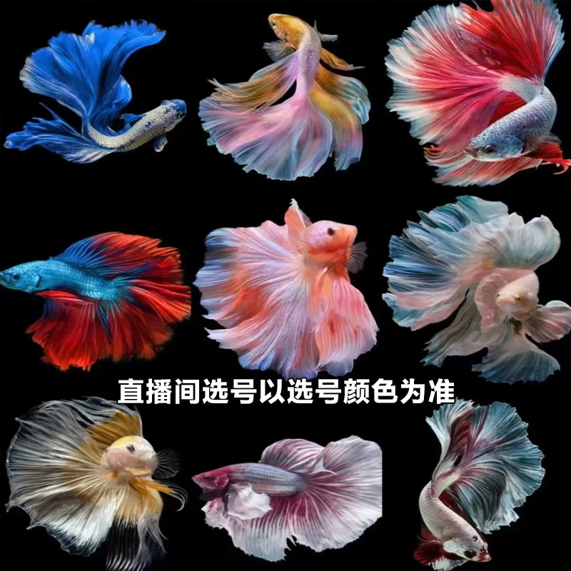 51-100号精品泰国斗鱼直播间选号七彩婚纱半月狮王将军活物观赏鱼