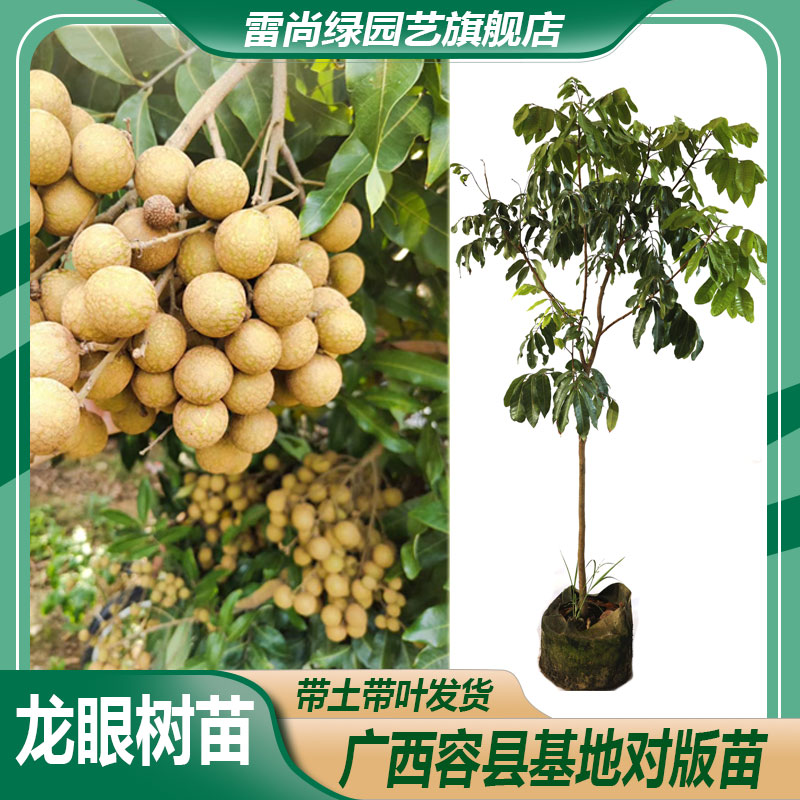 广西高产石硖龙眼树苗红皮龙眼四季龙眼苗盆栽种植嫁接
