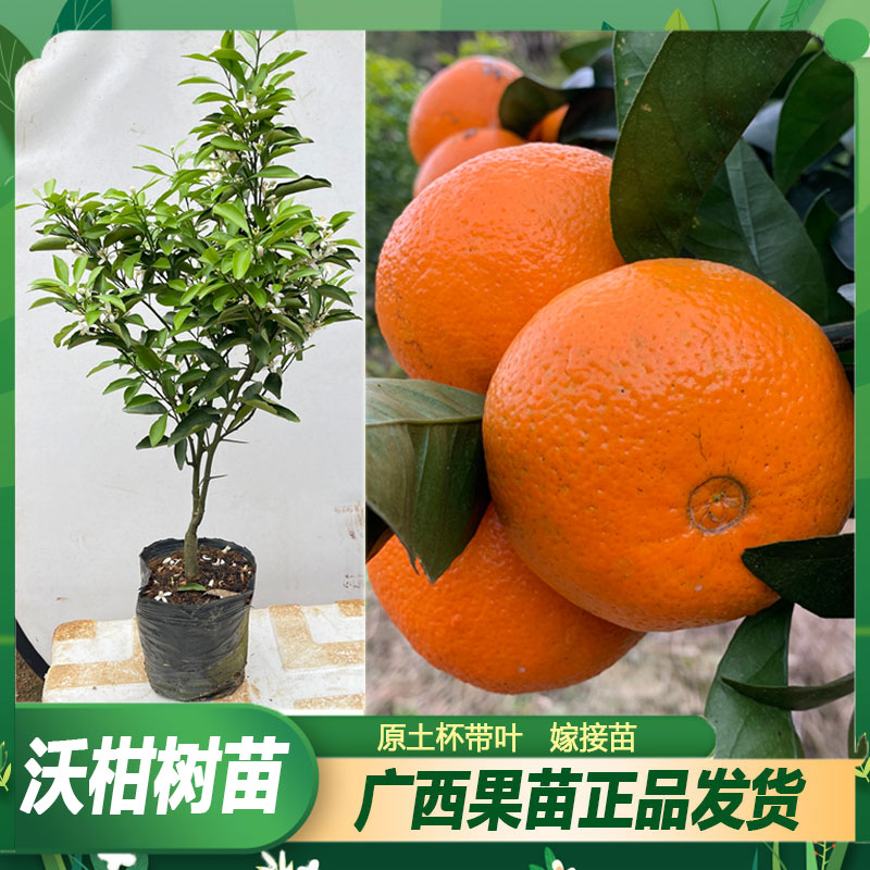 LEISHANGLU/雷尚绿广西高产武鸣沃柑树苗种植地栽大树结果盆栽