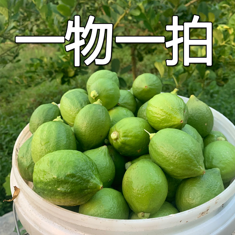 LEISHANGLU/雷尚绿一物一拍金桔柑橘果树苗葡柠檬柿子