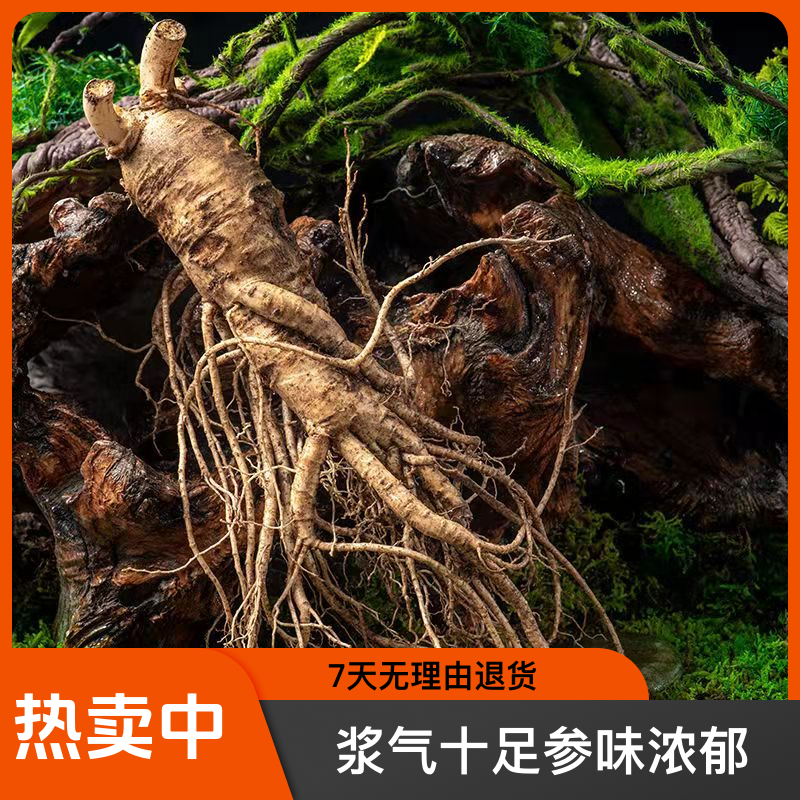 极参老参沟【瑕疵参自用型】正宗长白山人参带土鲜人参泡酒