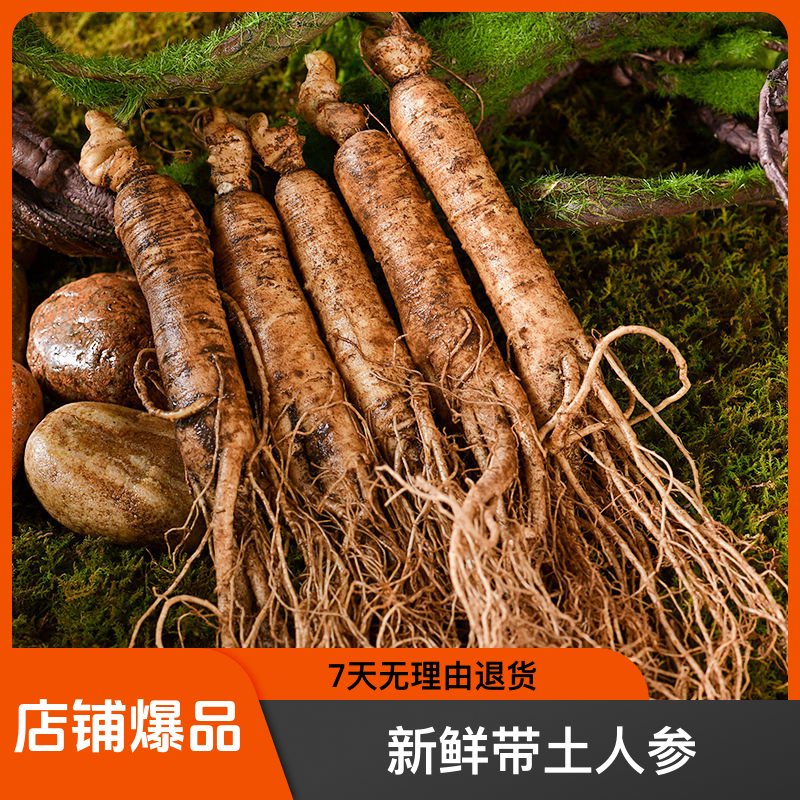 新鲜现挖带土产地直发可煲汤泡酒