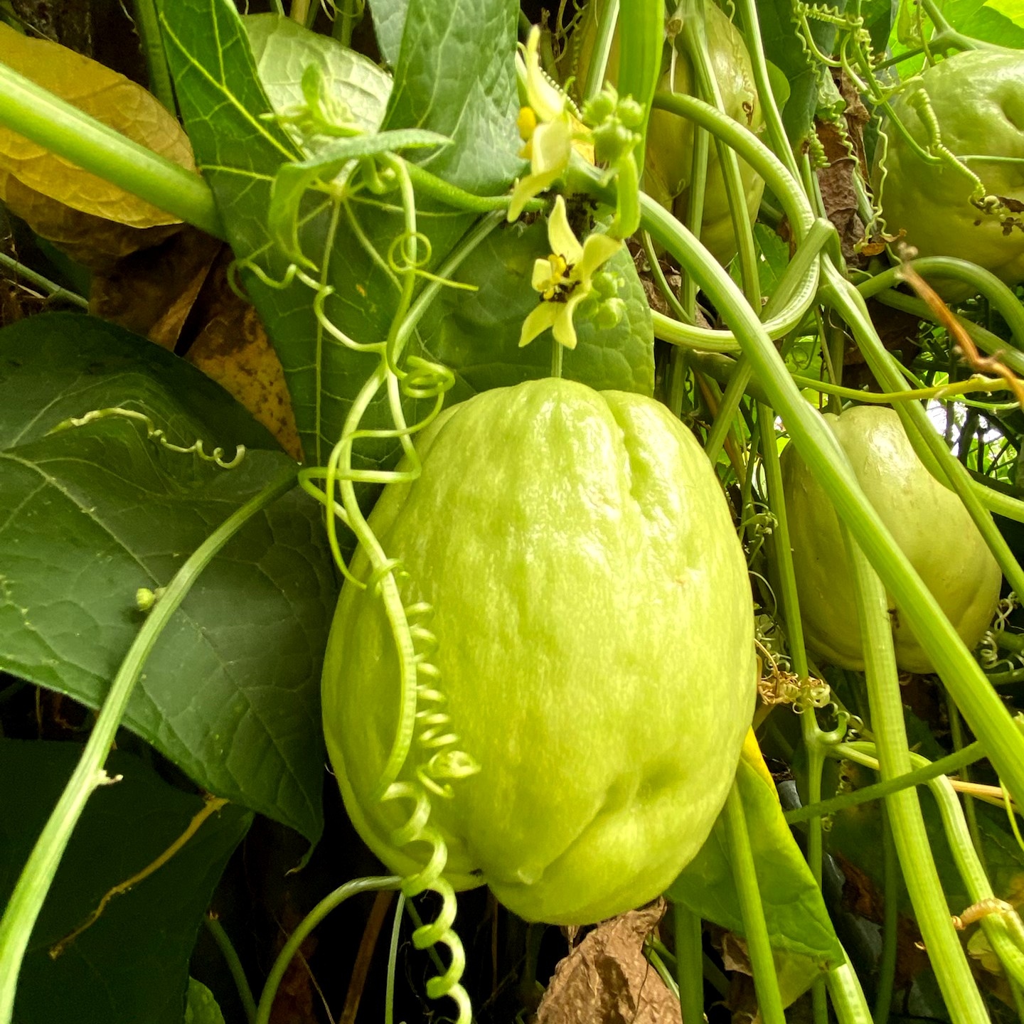 高原生态佛手瓜云南生态佛手瓜和尚田佛手瓜