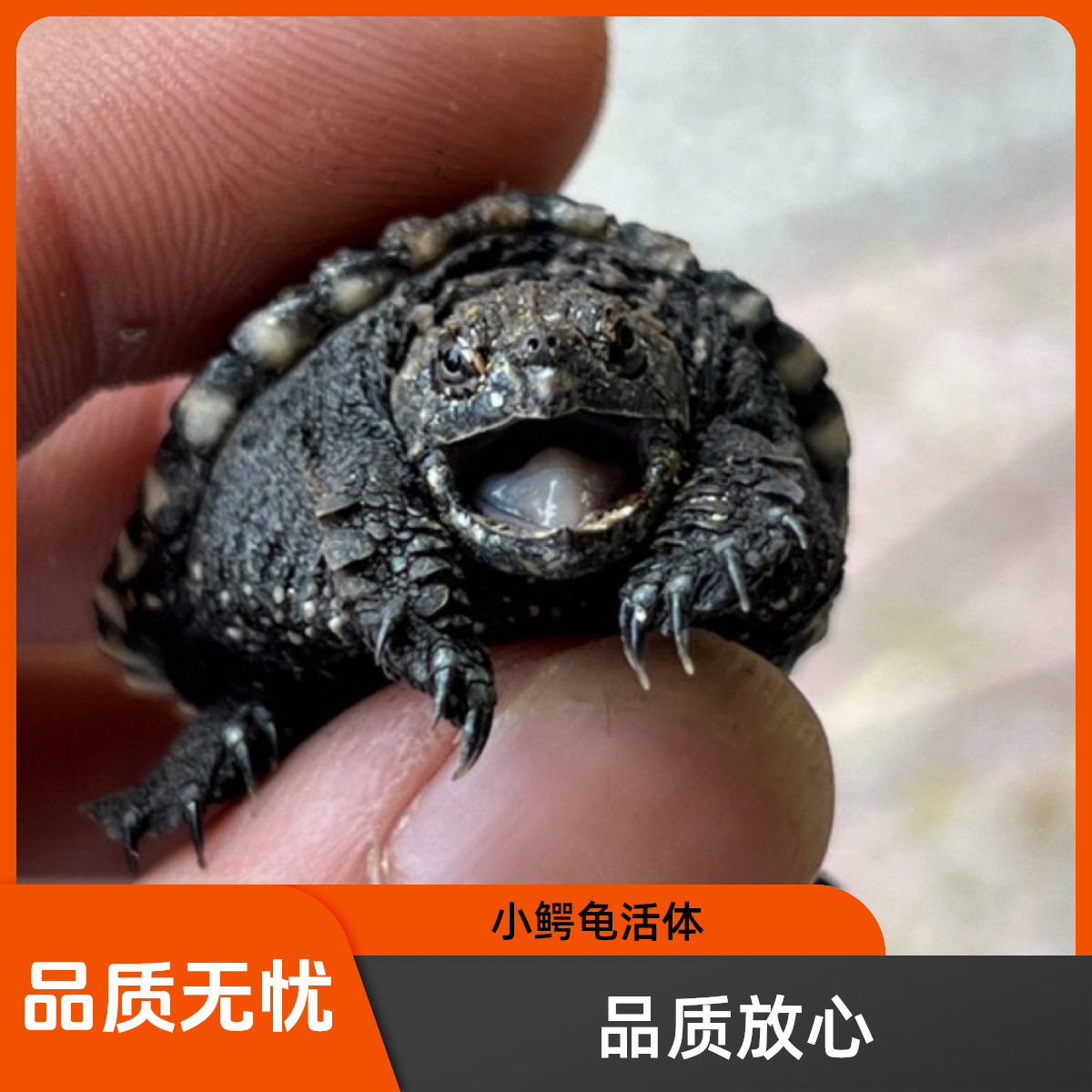 乌龟活体人工养殖宠物佛鳄龟小苗vs亚成种公龟